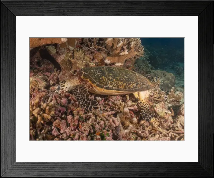 Framed Print : Hawksbill sea turtle at the Tubbataha Reefs national park Philippines