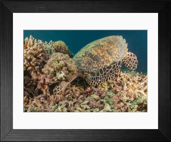 Framed Print : Hawksbill sea turtle at the Tubbataha Reefs national park Philippines Framed Print : Hawksbill sea turtle at the Tubbataha Reefs national park Philippines