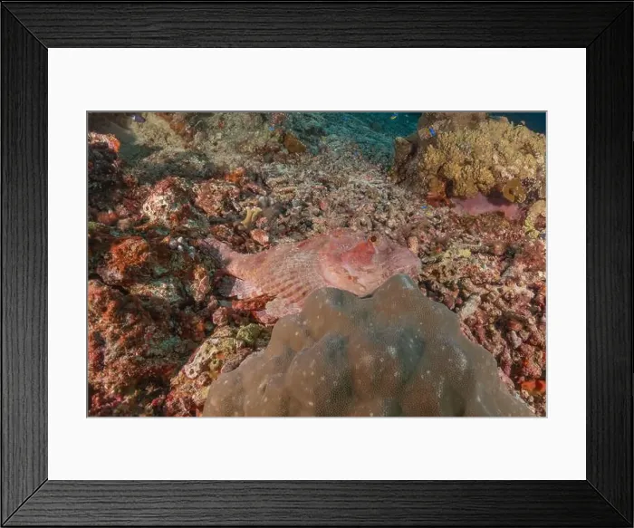 Framed Print : Fish swim at the Tubbataha Reefs national park Philippines Framed Print : Fish swim at the Tubbataha Reefs national park Philippines