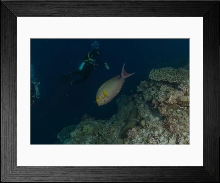 Framed Print : Fish swim at the Tubbataha Reefs national park Philippines Framed Print : Fish swim at the Tubbataha Reefs national park Philippines