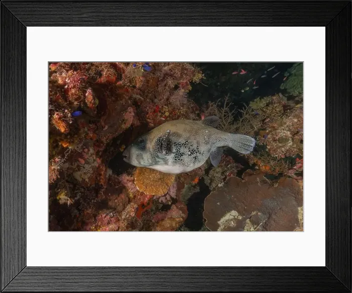 Framed Print : Fish swim at the Tubbataha Reefs national park Philippines Framed Print : Fish swim at the Tubbataha Reefs national park Philippines