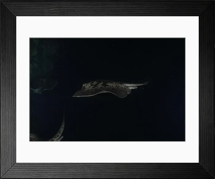 Framed Print : Torpedo sinuspersici On the seabed at the Tubbataha Reefs National Park Philippines Framed Print : Torpedo sinuspersici On the seabed at the Tubbataha Reefs National Park Philippines