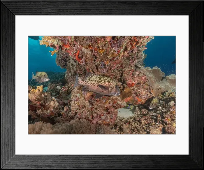 Framed Print : Fish swim at the Tubbataha Reefs national park Philippines