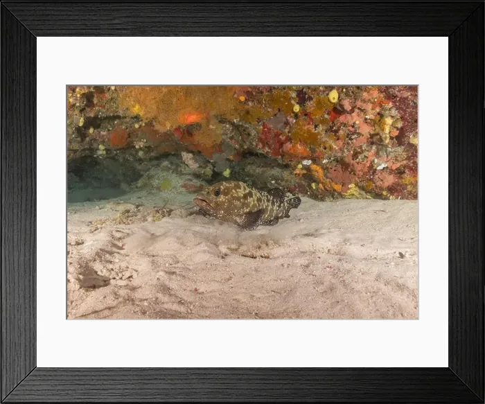 Framed Print : Fish swim at the Tubbataha Reefs national park Philippines