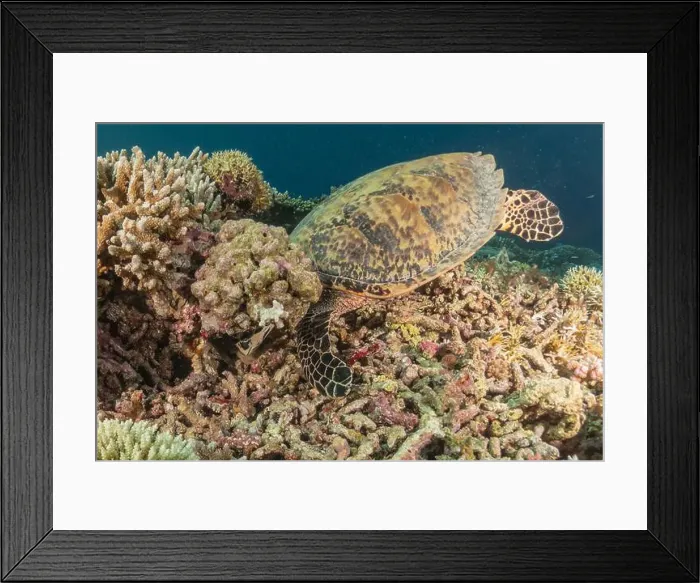 Framed Print : Hawksbill sea turtle at the Tubbataha Reefs national park Philippines Framed Print : Hawksbill sea turtle at the Tubbataha Reefs national park Philippines
