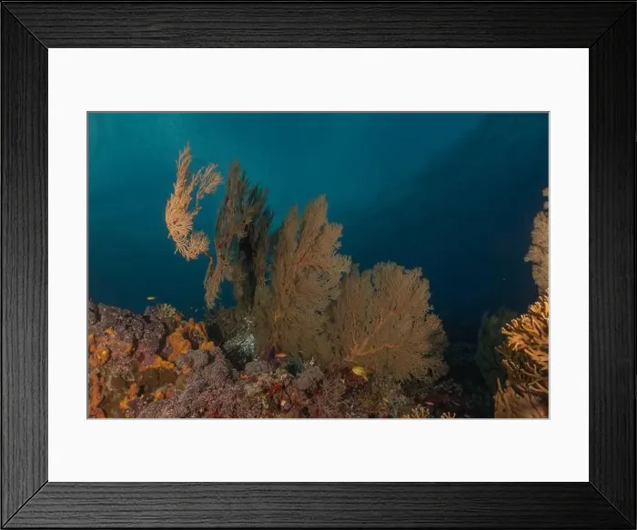 Framed Print : Coral reef and water plants at the Tubbataha Reefs, Philippines Framed Print : Coral reef and water plants at the Tubbataha Reefs, Philippines