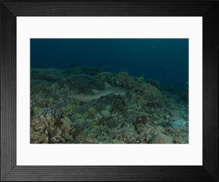 Framed Print : Thresher Shark swimming at the Tubbataha Reefs Philippines Framed Print : Thresher Shark swimming at the Tubbataha Reefs Philippines