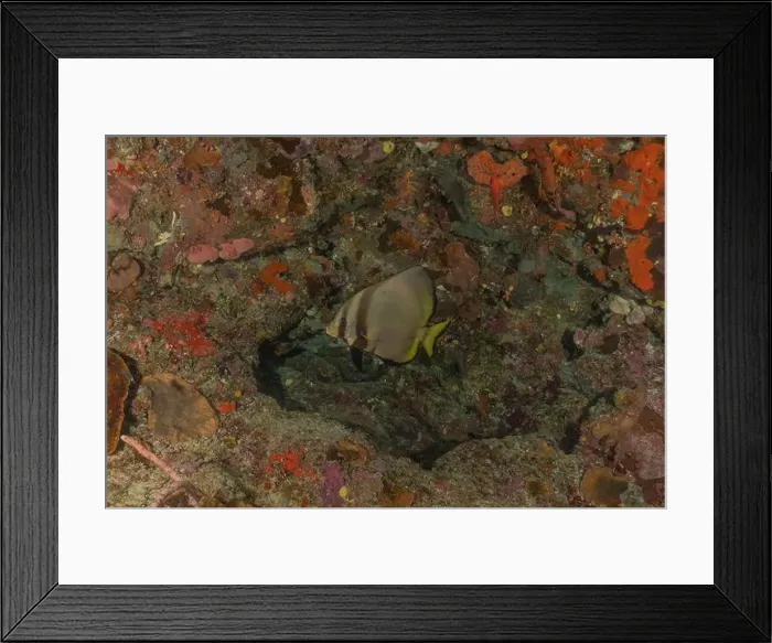 Framed Print : Fish swim at the Tubbataha Reefs national park Philippines Framed Print : Fish swim at the Tubbataha Reefs national park Philippines