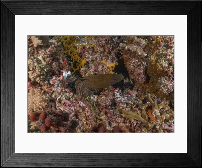 Framed Print : Fish swim at the Tubbataha Reefs national park Philippines Framed Print : Fish swim at the Tubbataha Reefs national park Philippines