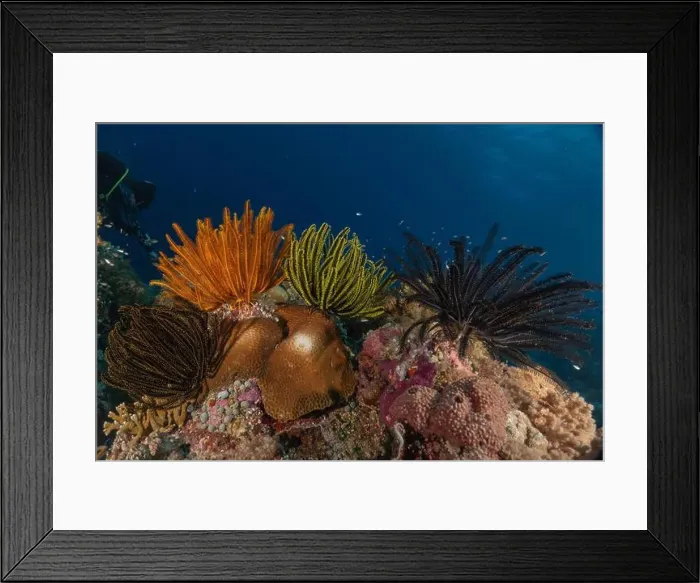 Framed Print : Coral reef and water plants at the Tubbataha Reefs, Philippines Framed Print : Coral reef and water plants at the Tubbataha Reefs, Philippines