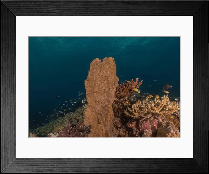 Framed Print : Coral reef and water plants at the Tubbataha Reefs, Philippines Framed Print : Coral reef and water plants at the Tubbataha Reefs, Philippines