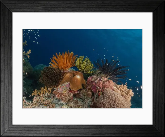 Framed Print : Coral reef and water plants at the Tubbataha Reefs, Philippines Framed Print : Coral reef and water plants at the Tubbataha Reefs, Philippines