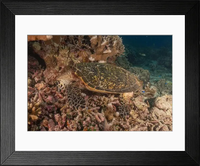 Framed Print : Hawksbill sea turtle at the Tubbataha Reefs national park Philippines