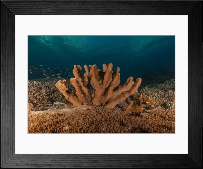 Framed Print : Coral reef and water plants at the Tubbataha Reefs, Philippines Framed Print : Coral reef and water plants at the Tubbataha Reefs, Philippines