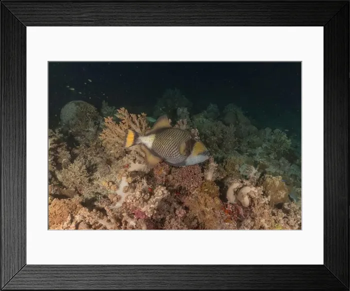Framed Print : Fish swim at the Tubbataha Reefs national park Philippines