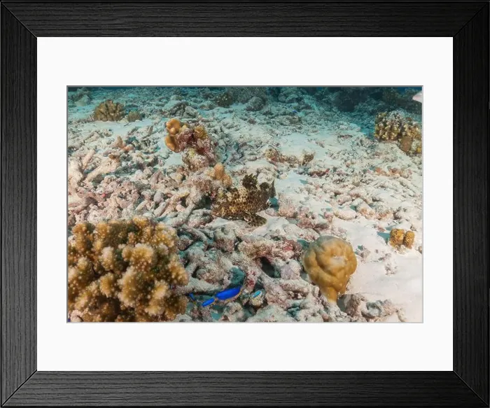 Framed Print : Fish swim at the Tubbataha Reefs national park Philippines Framed Print : Fish swim at the Tubbataha Reefs national park Philippines