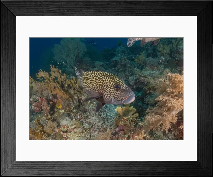 Framed Print : Fish swim at the Tubbataha Reefs national park Philippines Framed Print : Fish swim at the Tubbataha Reefs national park Philippines