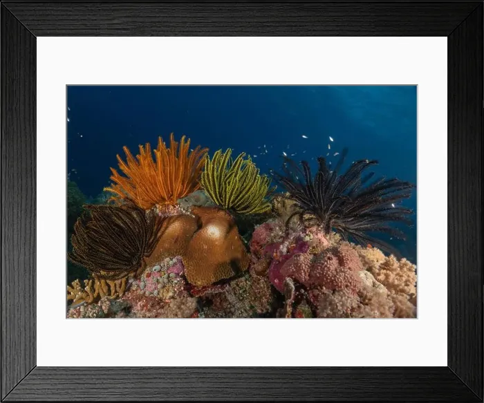 Framed Print : Coral reef and water plants at the Tubbataha Reefs, Philippines Framed Print : Coral reef and water plants at the Tubbataha Reefs, Philippines