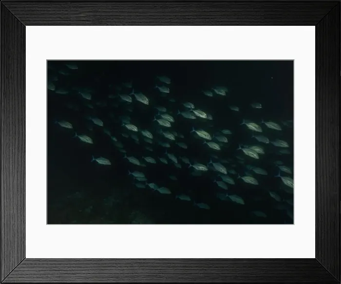 Framed Print : Fish swim at the Tubbataha Reefs national park Philippines