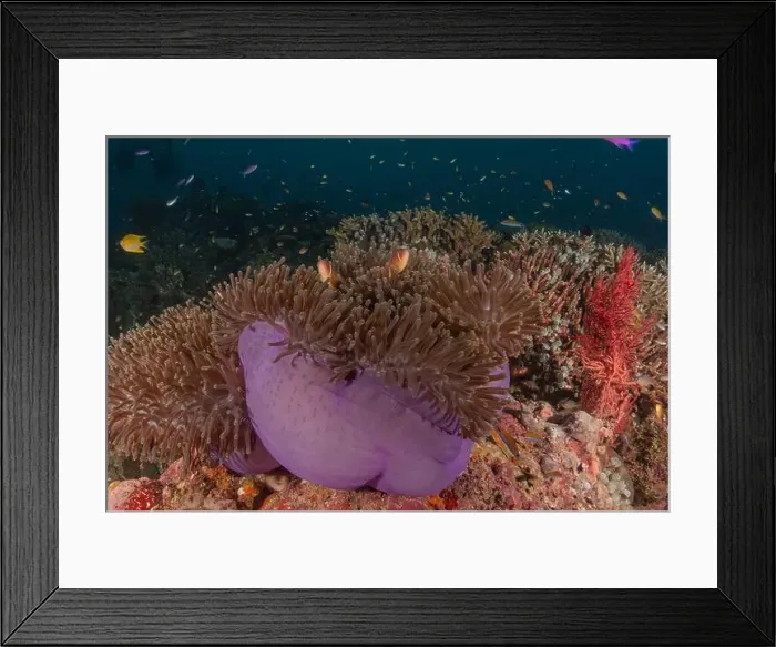 Framed Print : Coral reef and water plants at the Tubbataha Reefs, Philippines Framed Print : Coral reef and water plants at the Tubbataha Reefs, Philippines