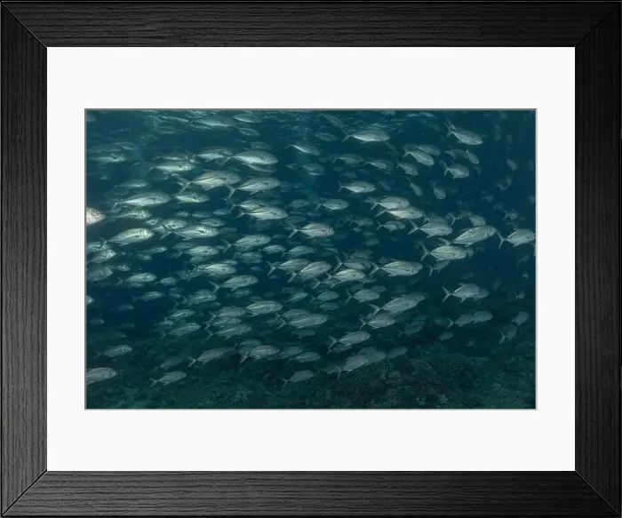 Framed Print : Fish swim at the Tubbataha Reefs national park Philippines Framed Print : Fish swim at the Tubbataha Reefs national park Philippines