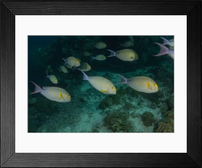 Framed Print : Fish swim at the Tubbataha Reefs national park Philippines Framed Print : Fish swim at the Tubbataha Reefs national park Philippines