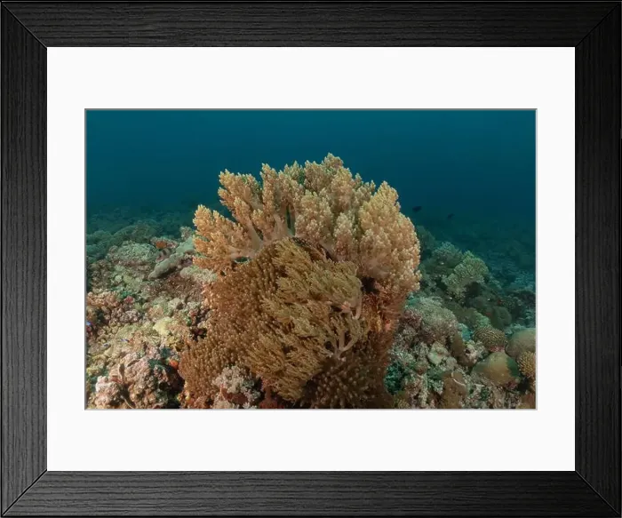 Framed Print : Coral reef and water plants at the Tubbataha Reefs, Philippines Framed Print : Coral reef and water plants at the Tubbataha Reefs, Philippines