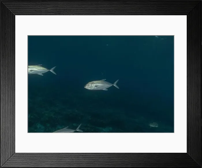 Framed Print : Fish swim at the Tubbataha Reefs national park Philippines Framed Print : Fish swim at the Tubbataha Reefs national park Philippines