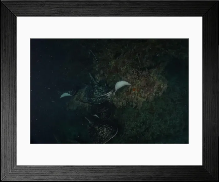 Framed Print : Torpedo sinuspersici On the seabed at the Tubbataha Reefs National Park Philippines Framed Print : Torpedo sinuspersici On the seabed at the Tubbataha Reefs National Park Philippines