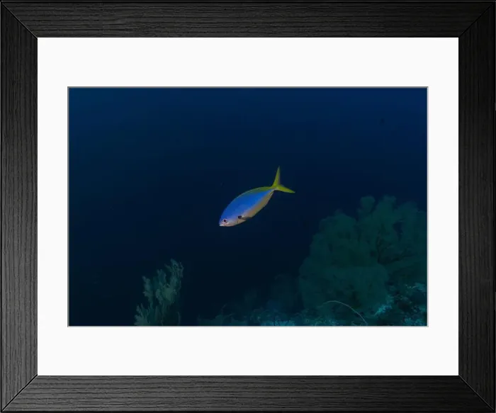 Framed Print : Fish swim at the Tubbataha Reefs national park Philippines Framed Print : Fish swim at the Tubbataha Reefs national park Philippines