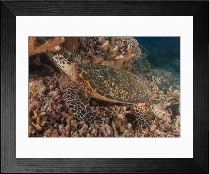 Framed Print : Hawksbill sea turtle at the Tubbataha Reefs national park Philippines Framed Print : Hawksbill sea turtle at the Tubbataha Reefs national park Philippines