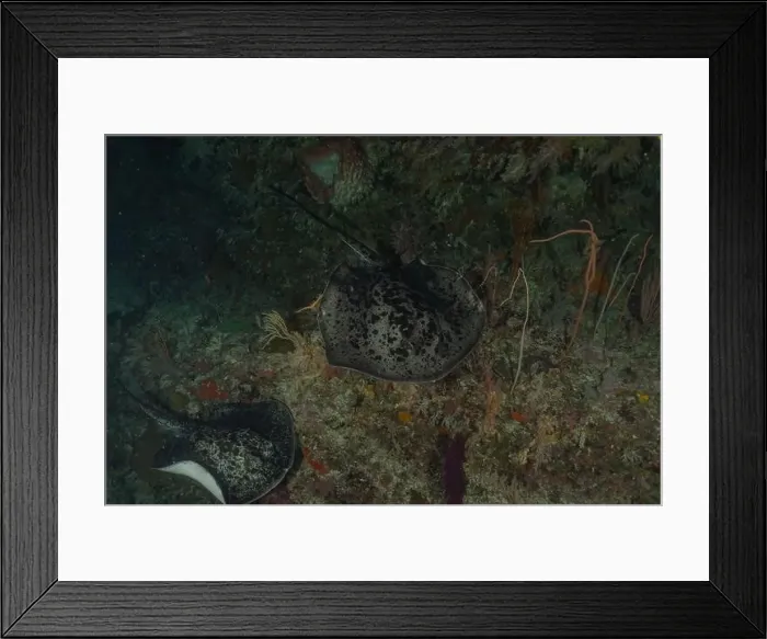 Framed Print : Torpedo sinuspersici On the seabed at the Tubbataha Reefs National Park Philippines Framed Print : Torpedo sinuspersici On the seabed at the Tubbataha Reefs National Park Philippines