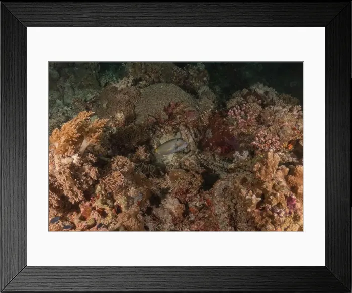 Framed Print : Fish swim at the Tubbataha Reefs national park Philippines Framed Print : Fish swim at the Tubbataha Reefs national park Philippines