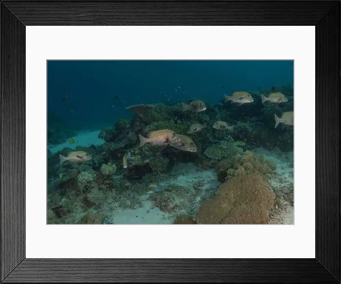 Framed Print : Fish swim at the Tubbataha Reefs national park Philippines Framed Print : Fish swim at the Tubbataha Reefs national park Philippines