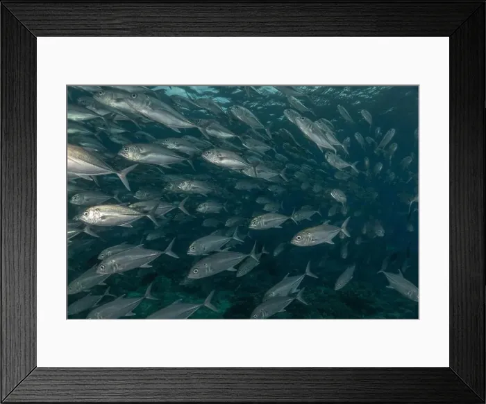 Framed Print : Fish swim at the Tubbataha Reefs national park Philippines Framed Print : Fish swim at the Tubbataha Reefs national park Philippines