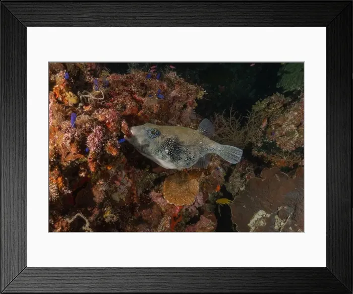 Framed Print : Fish swim at the Tubbataha Reefs national park Philippines Framed Print : Fish swim at the Tubbataha Reefs national park Philippines