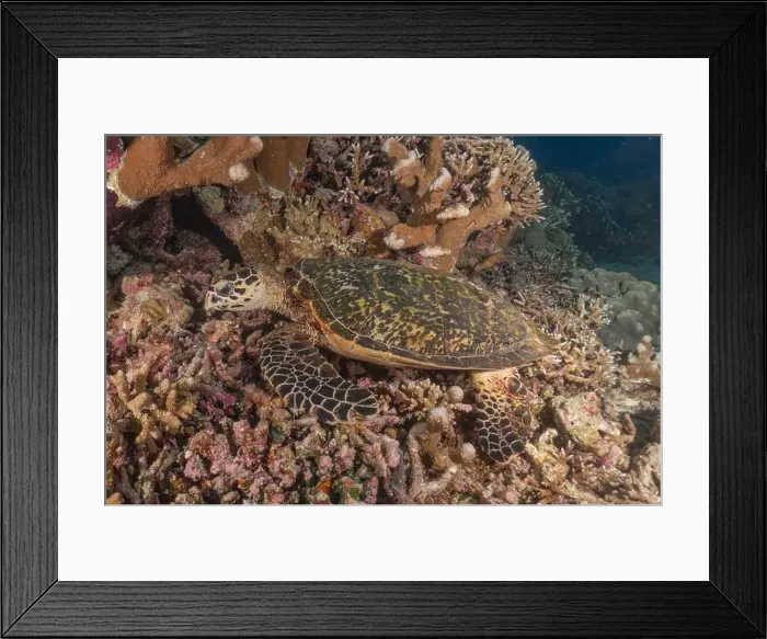 Framed Print : Hawksbill sea turtle at the Tubbataha Reefs national park Philippines Framed Print : Hawksbill sea turtle at the Tubbataha Reefs national park Philippines