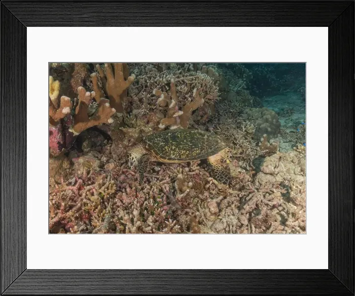 Framed Print : Hawksbill sea turtle at the Tubbataha Reefs national park Philippines Framed Print : Hawksbill sea turtle at the Tubbataha Reefs national park Philippines