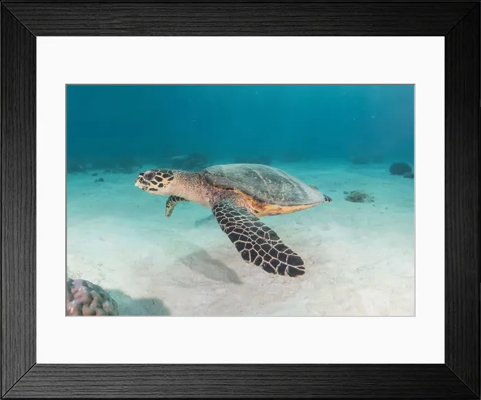 Framed Print : Hawksbill sea turtle at the Tubbataha Reefs national park Philippines Framed Print : Hawksbill sea turtle at the Tubbataha Reefs national park Philippines