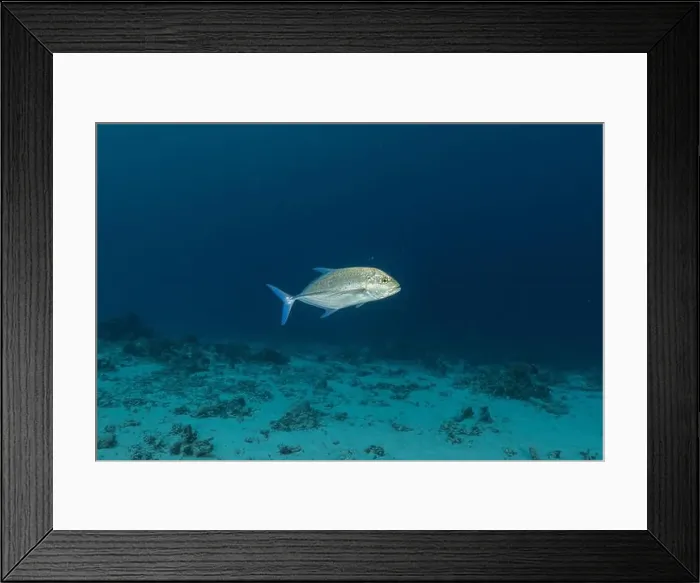 Framed Print : Fish swim at the Tubbataha Reefs national park Philippines Framed Print : Fish swim at the Tubbataha Reefs national park Philippines