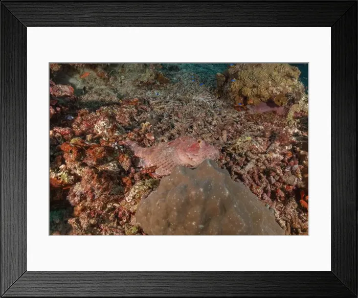 Framed Print : Fish swim at the Tubbataha Reefs national park Philippines Framed Print : Fish swim at the Tubbataha Reefs national park Philippines