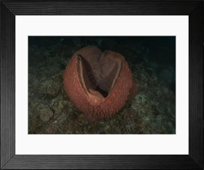Framed Print : Coral reef and water plants at the Tubbataha Reefs, Philippines Framed Print : Coral reef and water plants at the Tubbataha Reefs, Philippines
