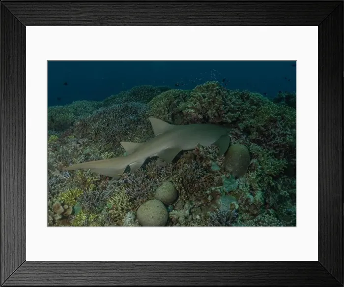Framed Print : Thresher Shark swimming at the Tubbataha Reefs Philippines Framed Print : Thresher Shark swimming at the Tubbataha Reefs Philippines