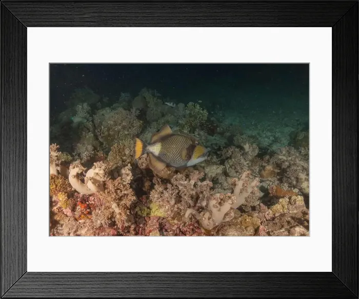 Framed Print : Fish swim at the Tubbataha Reefs national park Philippines Framed Print : Fish swim at the Tubbataha Reefs national park Philippines