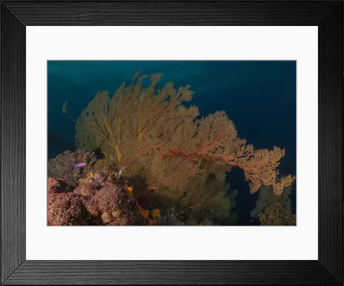 Framed Print : Coral reef and water plants at the Tubbataha Reefs, Philippines Framed Print : Coral reef and water plants at the Tubbataha Reefs, Philippines