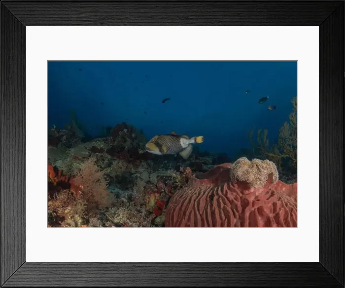 Framed Print : Fish swim at the Tubbataha Reefs national park Philippines Framed Print : Fish swim at the Tubbataha Reefs national park Philippines