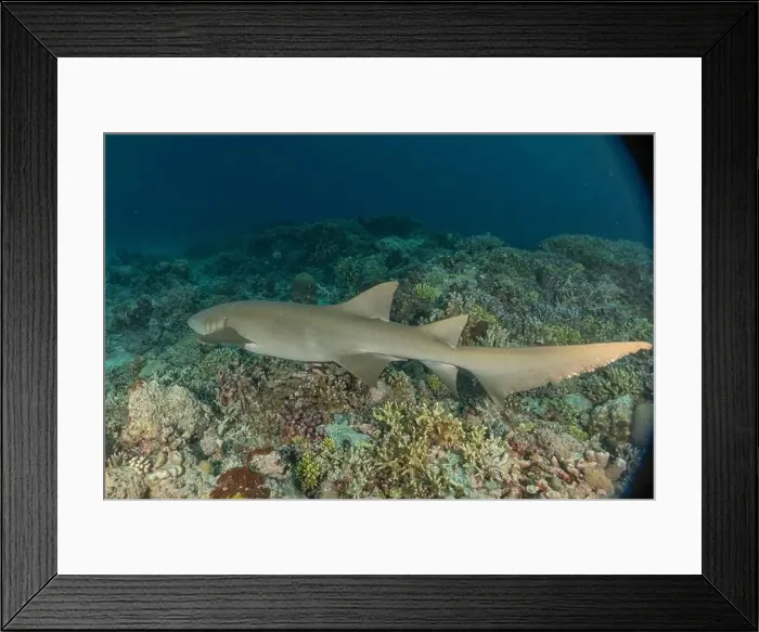 Framed Print : Thresher Shark swimming at the Tubbataha Reefs Philippines Framed Print : Thresher Shark swimming at the Tubbataha Reefs Philippines