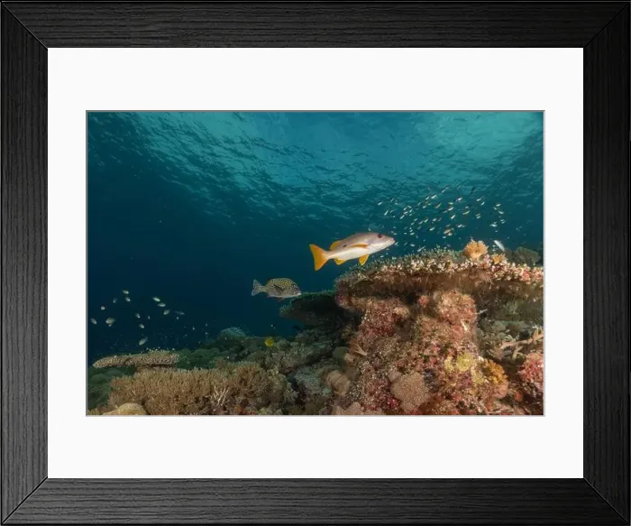Framed Print : Fish swim at the Tubbataha Reefs national park Philippines