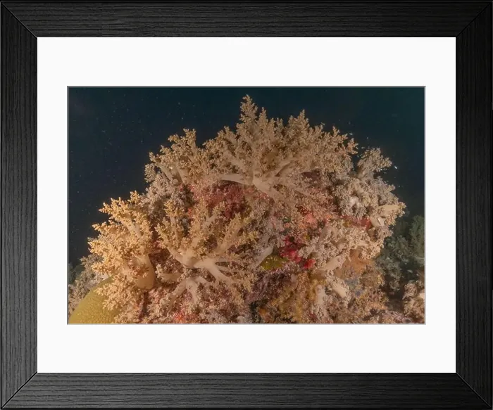 Framed Print : Coral reef and water plants at the Tubbataha Reefs, Philippines Framed Print : Coral reef and water plants at the Tubbataha Reefs, Philippines