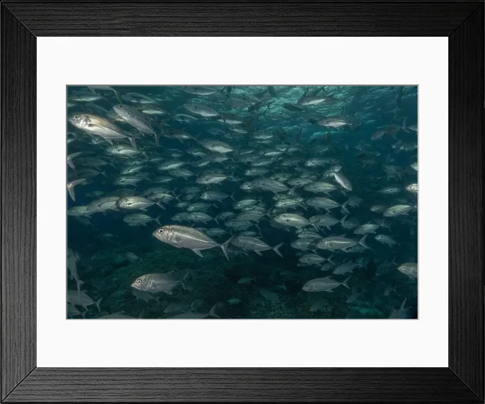 Framed Print : Fish swim at the Tubbataha Reefs national park Philippines